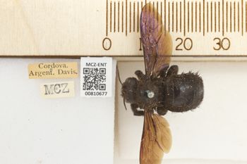 Media type: image;   Entomology 810677 Aspect: labels